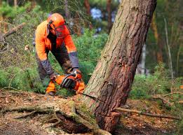 Best Tree Mulching  in Ross, CA